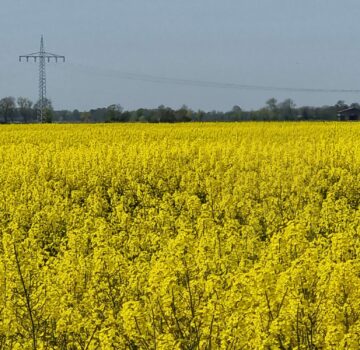 Feld mit gelben Pflanzen