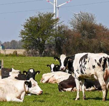 Kühe auf der Weide und Windkraftanlagen